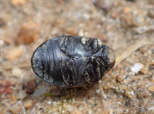 Byrrhus sp.